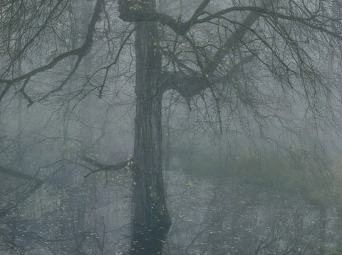 Michael Lange - Fluss - Special Edition with Print