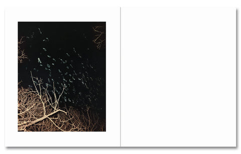 Gregory Halpern - King, Queen, Knave