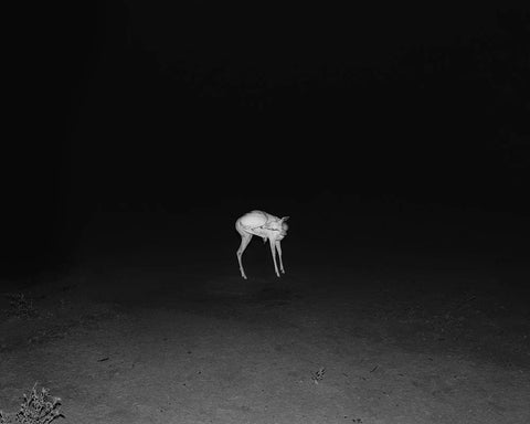 Matthew Genitempo - Jasper