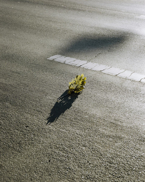Max Korndörfer - Zaunkönig