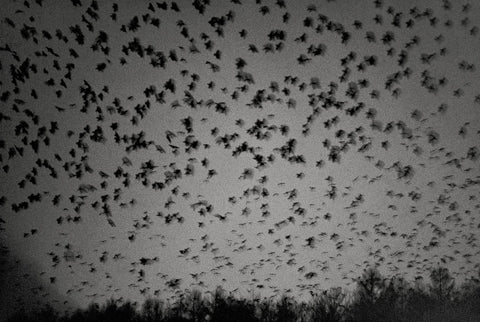 Masahisa Fukase - Ravens