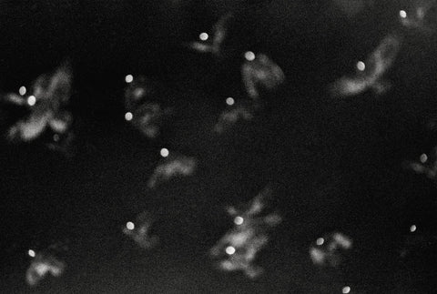 Masahisa Fukase - Ravens