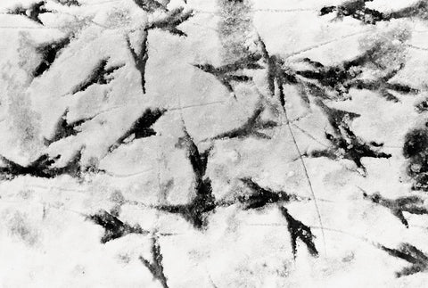 Masahisa Fukase - Ravens