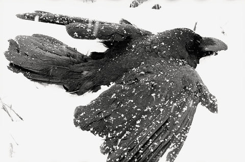 Masahisa Fukase - Ravens