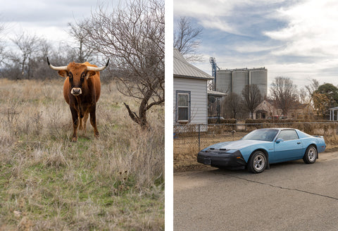 Ute Behrend - Cars and Cows