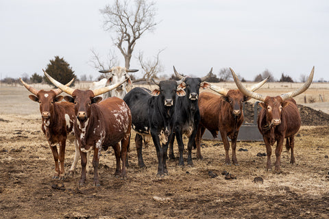 Ute Behrend - Cars and Cows