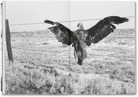 Dorothea Lange-Sam Contis - Day Sleeper