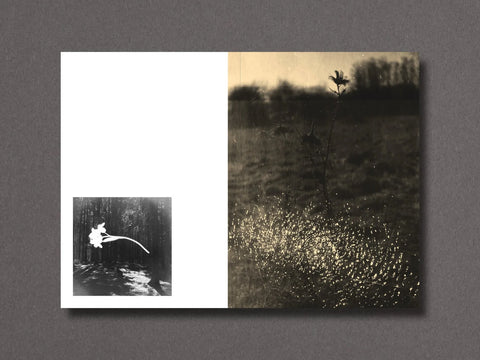 Nathalie Ericson - Setanta Zine