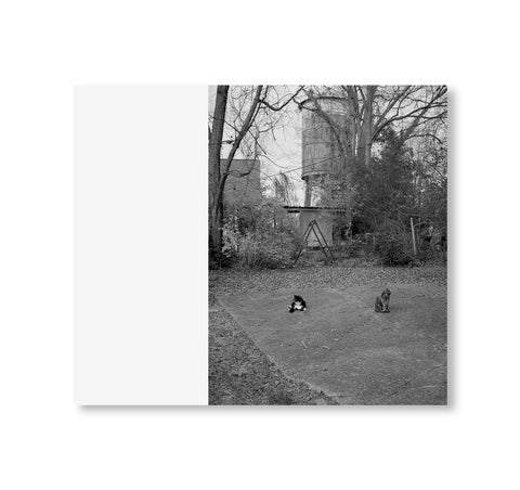 Mark Steinmetz - low fi cats
