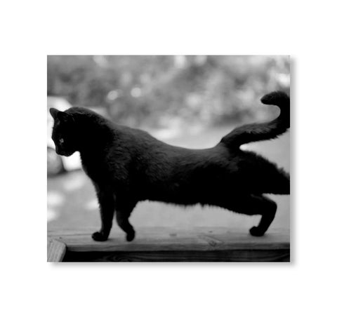 Mark Steinmetz - low fi cats
