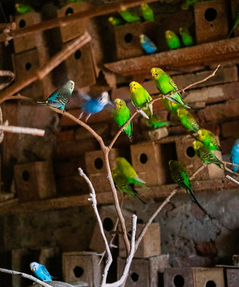 Aaron Schuman - Passacör