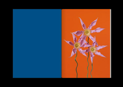 Paula Codoner - The Chromatics of Flowers