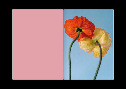 Paula Codoner - The Chromatics of Flowers