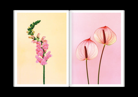 Paula Codoner - The Chromatics of Flowers