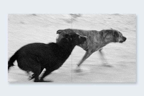 John Divola - Dogs Chasing My Car In The Desert