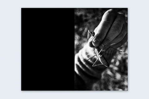 Daido Moriyama - Mantis