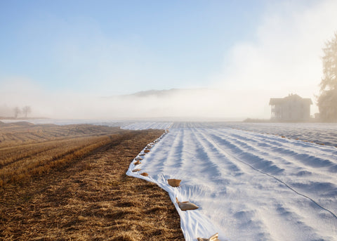 Espen Eichhöfer - Papa, Gerd und der Nordmann (signed)