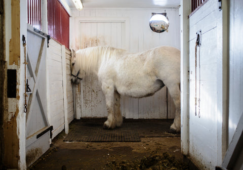 Espen Eichhöfer - Papa, Gerd und der Nordmann (signed)