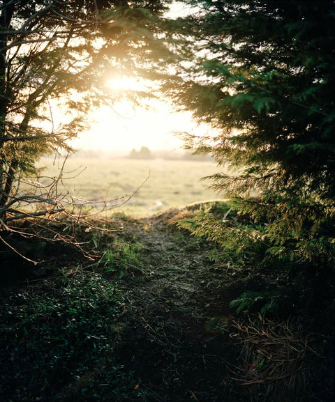 Thomas Duffield - Poppy Promises (signed)