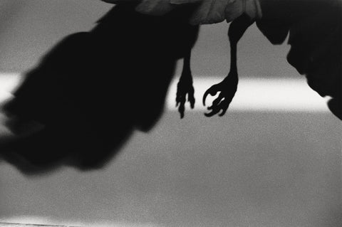 Masahisa Fukase - Ravens