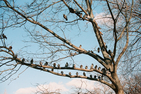 Franziska Rieder - New York Diary